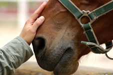 reiter_und_pferd