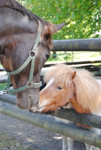 fiara und paulchen-gut 07.05.2013 007